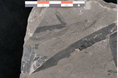 Foto (Detailansicht) von Pterophyllum longifolium Br. (NHMW-GEO-2024-0188-10627)